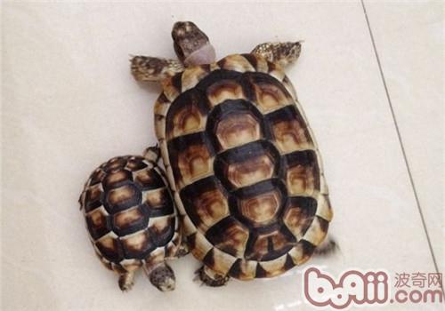 缘翘陆龟的饲养要点