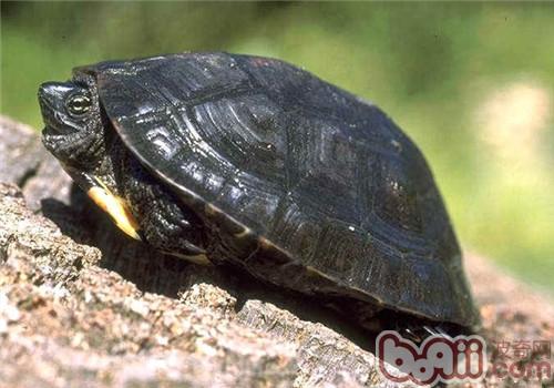 黑颈黑龟的形态特性