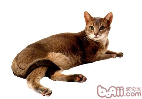 阿比西尼亚猫品种介绍
