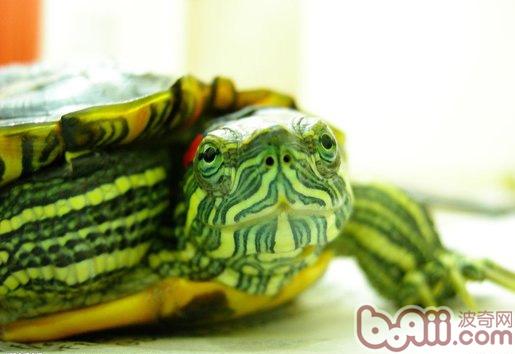 何如区别巴西龟的公母