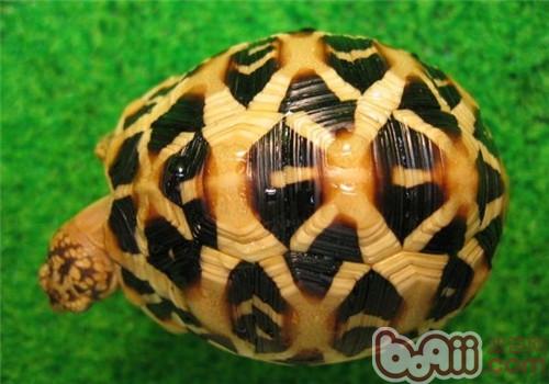 野生印度星龟的数目为什么在缩小？