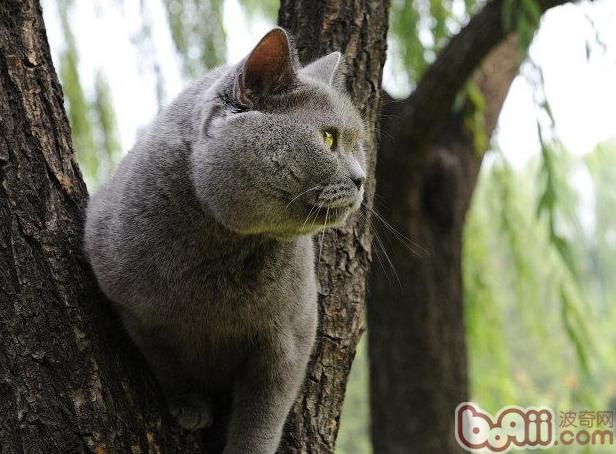 英国短毛猫该如何洗澡