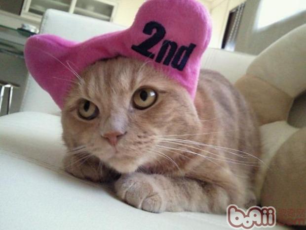 饲养小猫咪所讲究风水布局