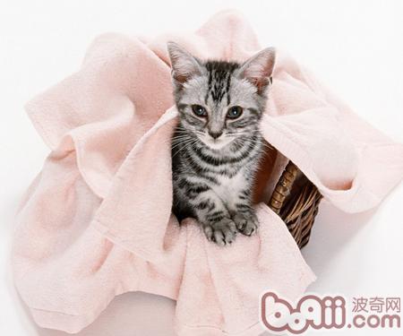 宠物猫吃海水鱼的三个需要注意的地方