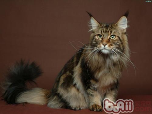带宠物猫坐火车应该注意什么