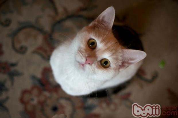 可以给宠物猫喂食鸡蛋吗