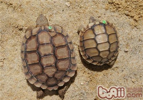 卡鲁海角陆龟的饲养要点