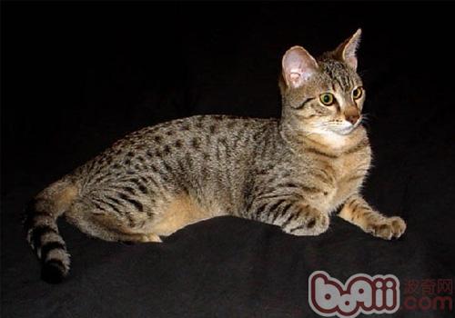 埃及猫品种介绍