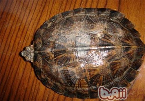 龟饲料中可以添加中草药吗