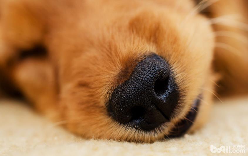 为什么狗狗的味觉不感觉敏捷？