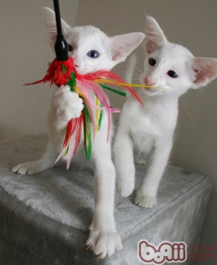 宠物猫中体型较小的类型有什么