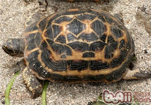 蜘蛛网龟,是一种生活在森林地区的乌龟品种