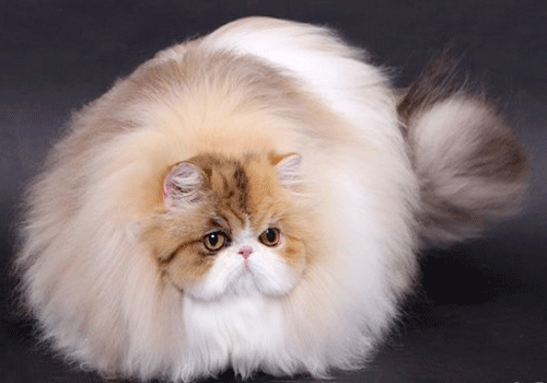 波斯猫外貌特征的介绍
