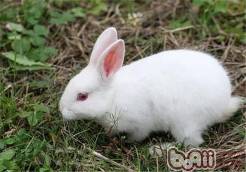 华夏白兔的外表特性