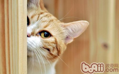 宠物猫年老后的身体表现