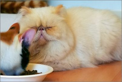 四步防止宠物猫吃植物