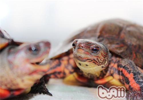 洪都拉斯木纹龟的种类简介