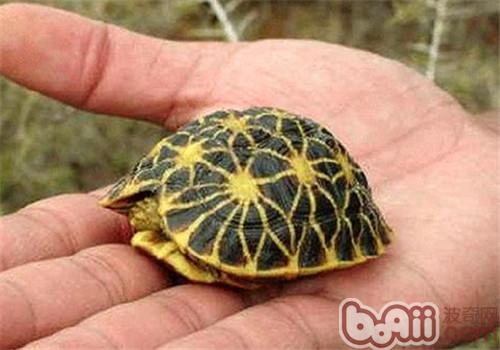 几何陆龟的品种简介