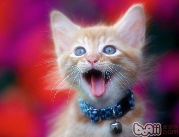 怎么样从小开始培养宠物猫洗澡的好习惯