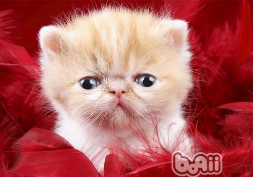 导致波斯猫呕吐的几个缘由