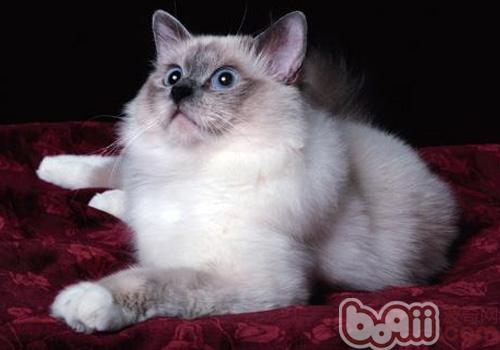 伯曼猫的性格特征怎么样