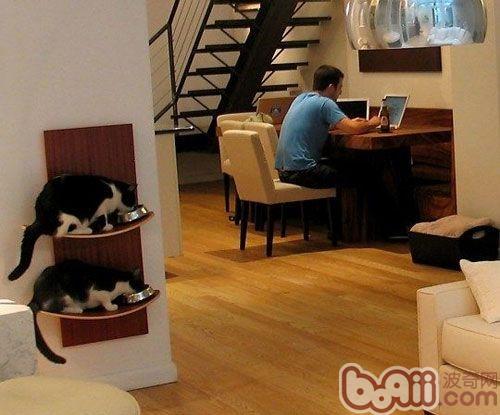家庭环境对宠物猫的潜在伤害