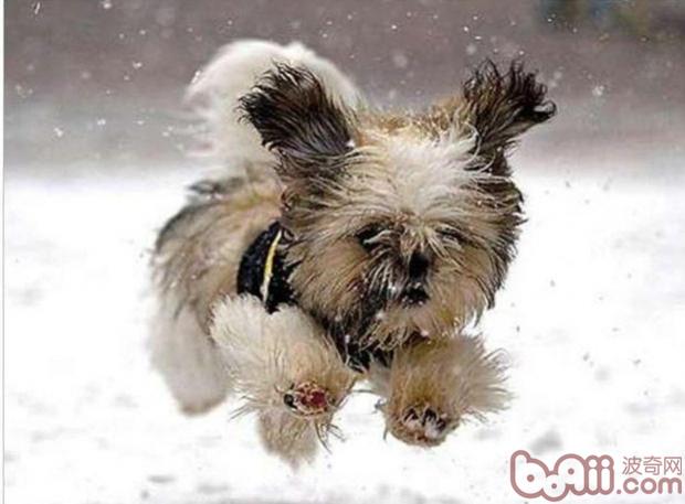 冬天为幼犬御寒的几种方式