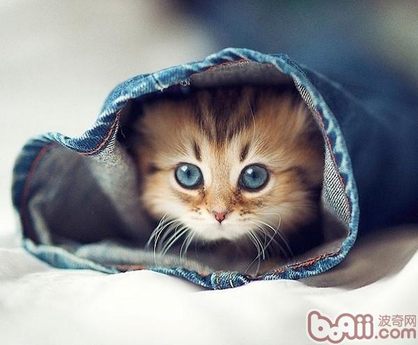 魔力猫眼的秘密大曝光