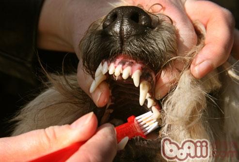 瞅牙齿推断狗狗年纪的根据