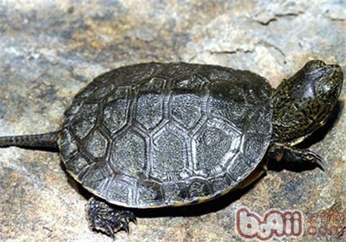 石纹水龟的生计情况
