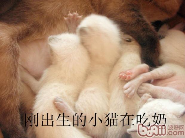 从宠物猫牙齿推算宠物猫年龄