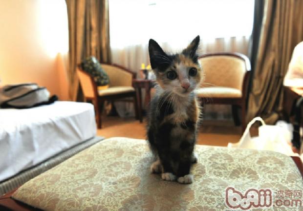 别犯懒，宠物猫比你更讨厌脏猫砂
