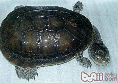 刺股蛇颈龟的保护重心