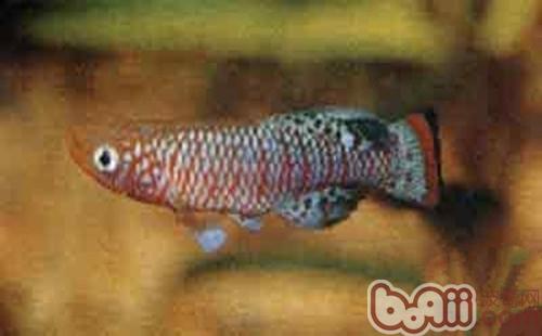 罗氏琴尾鱼的形状特性