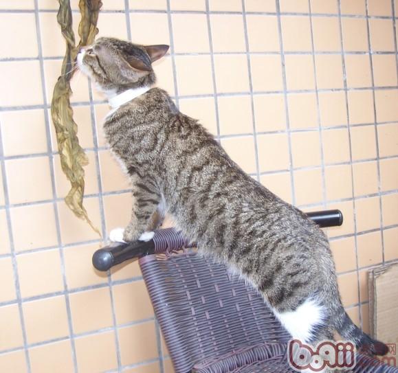 宠物猫能不能吃水果