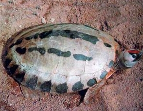咸水泥彩龟的饲养方法