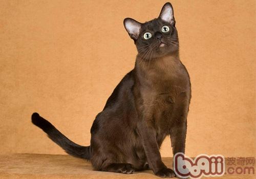 东奇尼猫的性格特征怎么样
