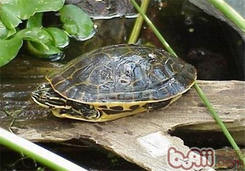 东网目鸡龟是一种非常凶猛的乌龟类型