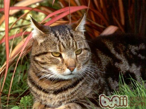 宠物猫为何爱饭后洗脸