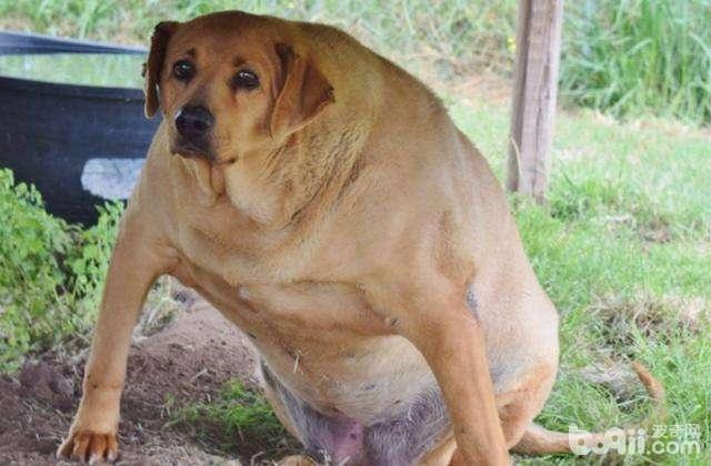 狗狗肥肥的缘故，狗狗为什么肥肥？
