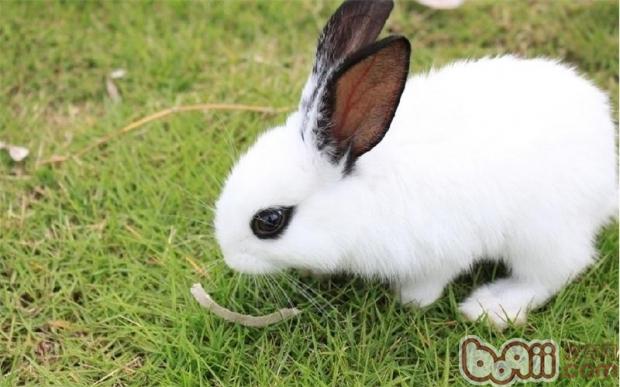 熟悉你的兔兔：罕睹的兔兔种类