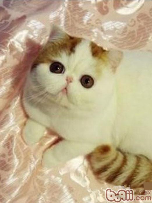 宠物猫耳后很多脱毛，如何解决？