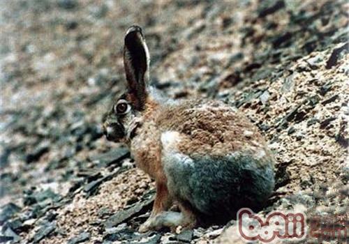 灰尾兔的种类简介