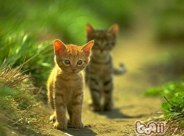 宠物猫走失了要怎么样找回