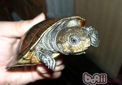 马达加斯加大头侧颈龟的护理知识