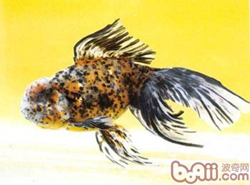 棕色高头翻鳃金鱼的形状特性