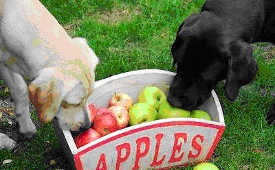狗狗吃生果，狗狗不妨吃的生果品种有哪些？