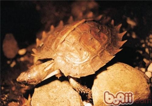 刺山龟稚龟的保护方式