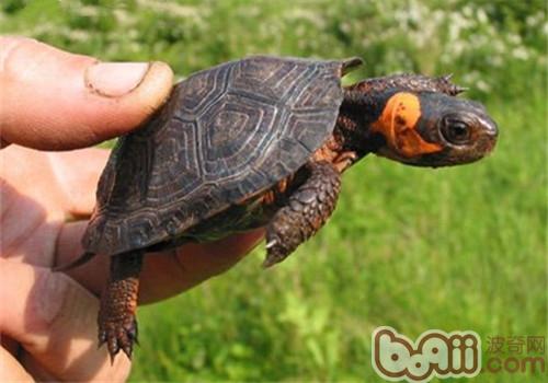 牟氏水龟的种类简介
