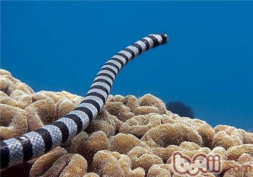 灰蓝扁尾海蛇的种类简介